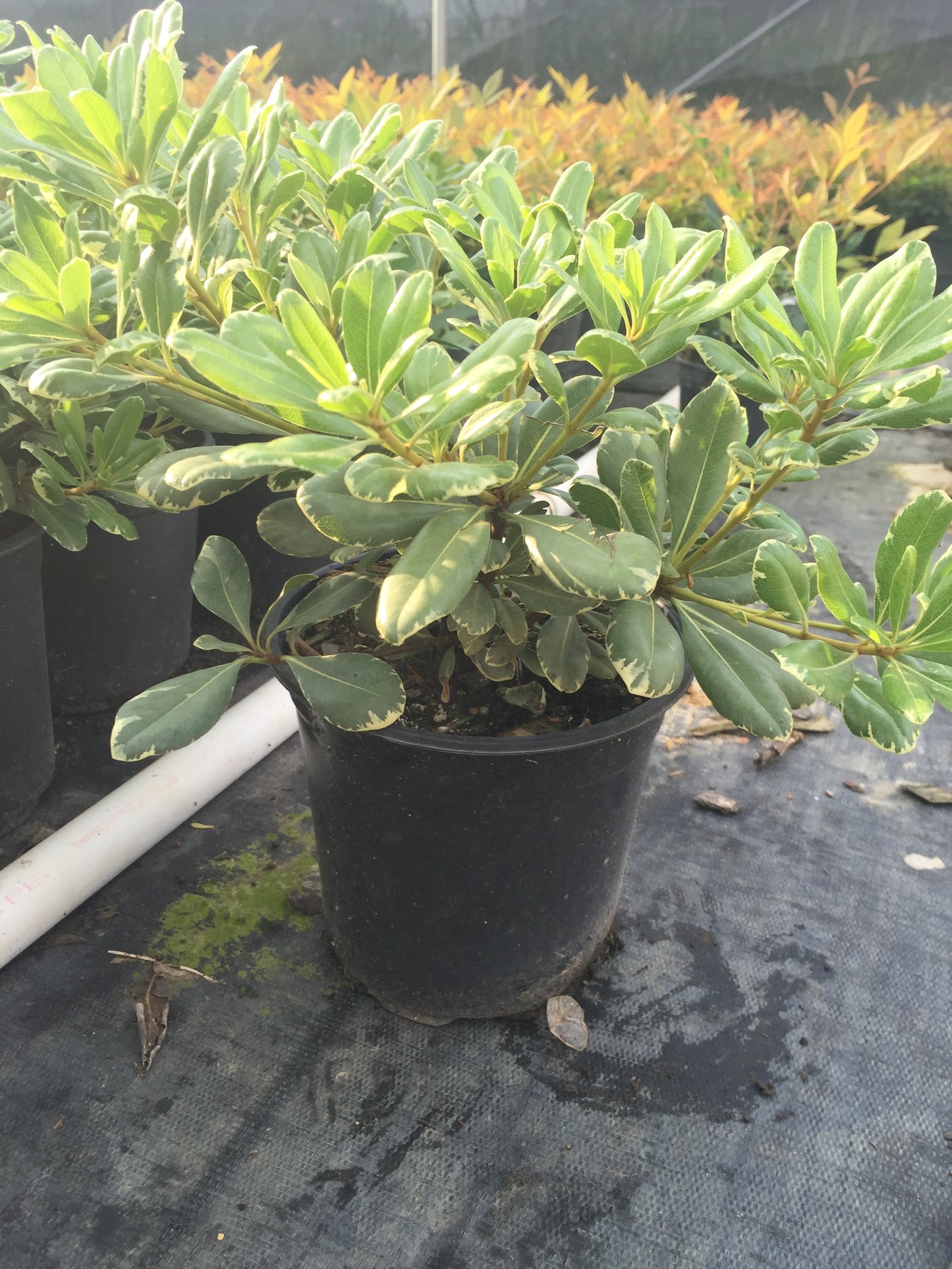 Variegated Pittosporum