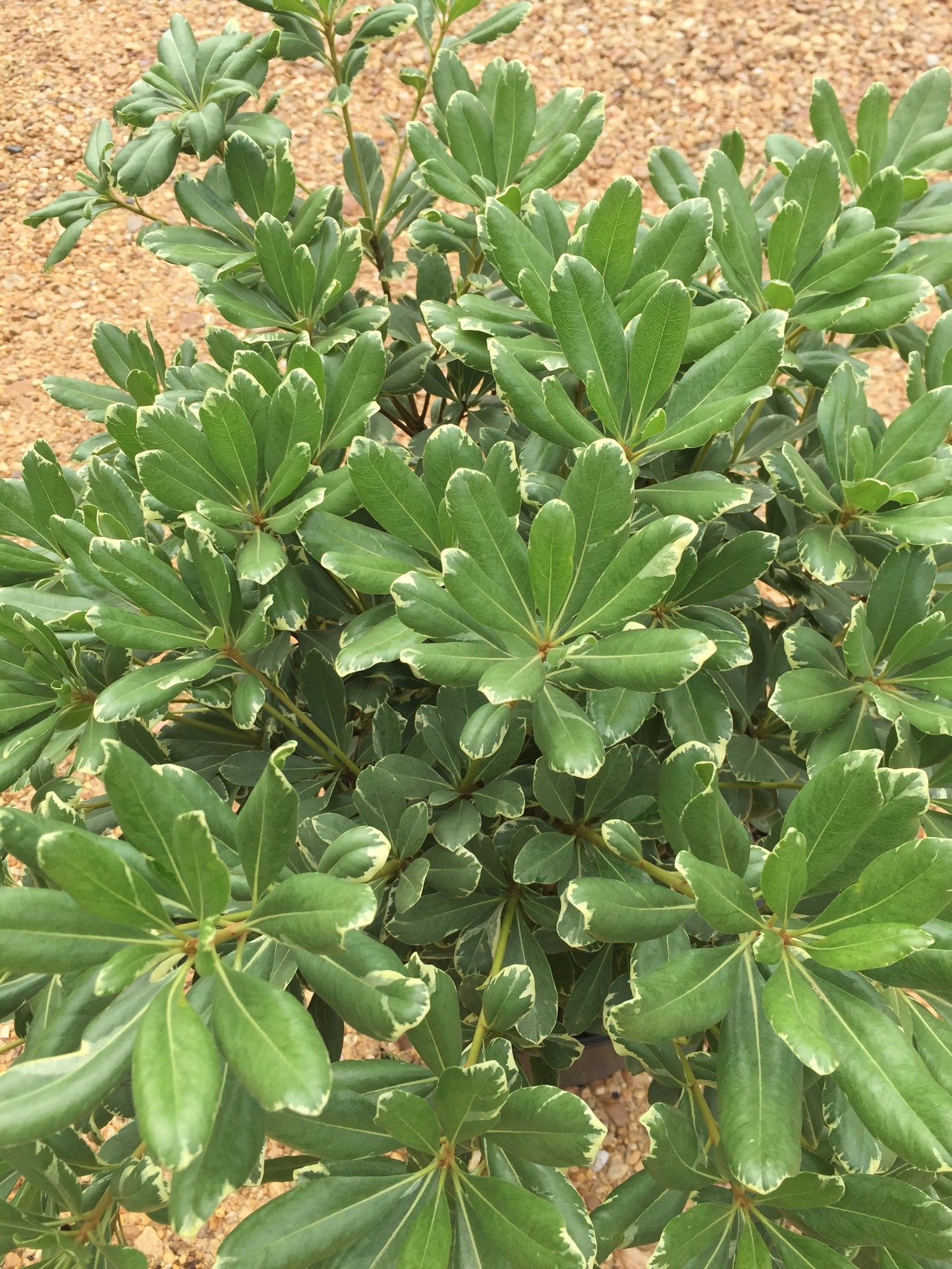 Variegated Pittosporum