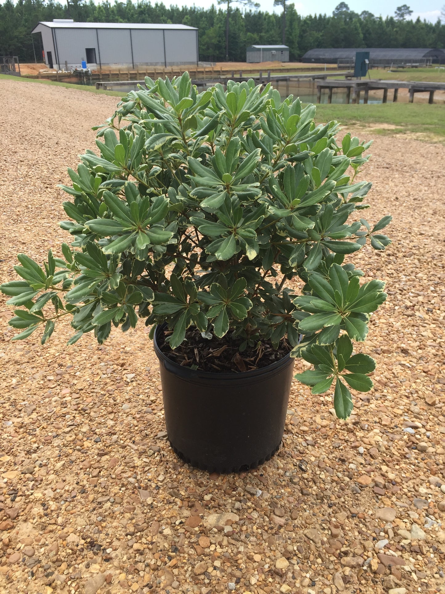 Variegated Pittosporum