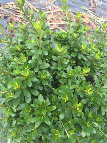 Wakaebisu Azalea