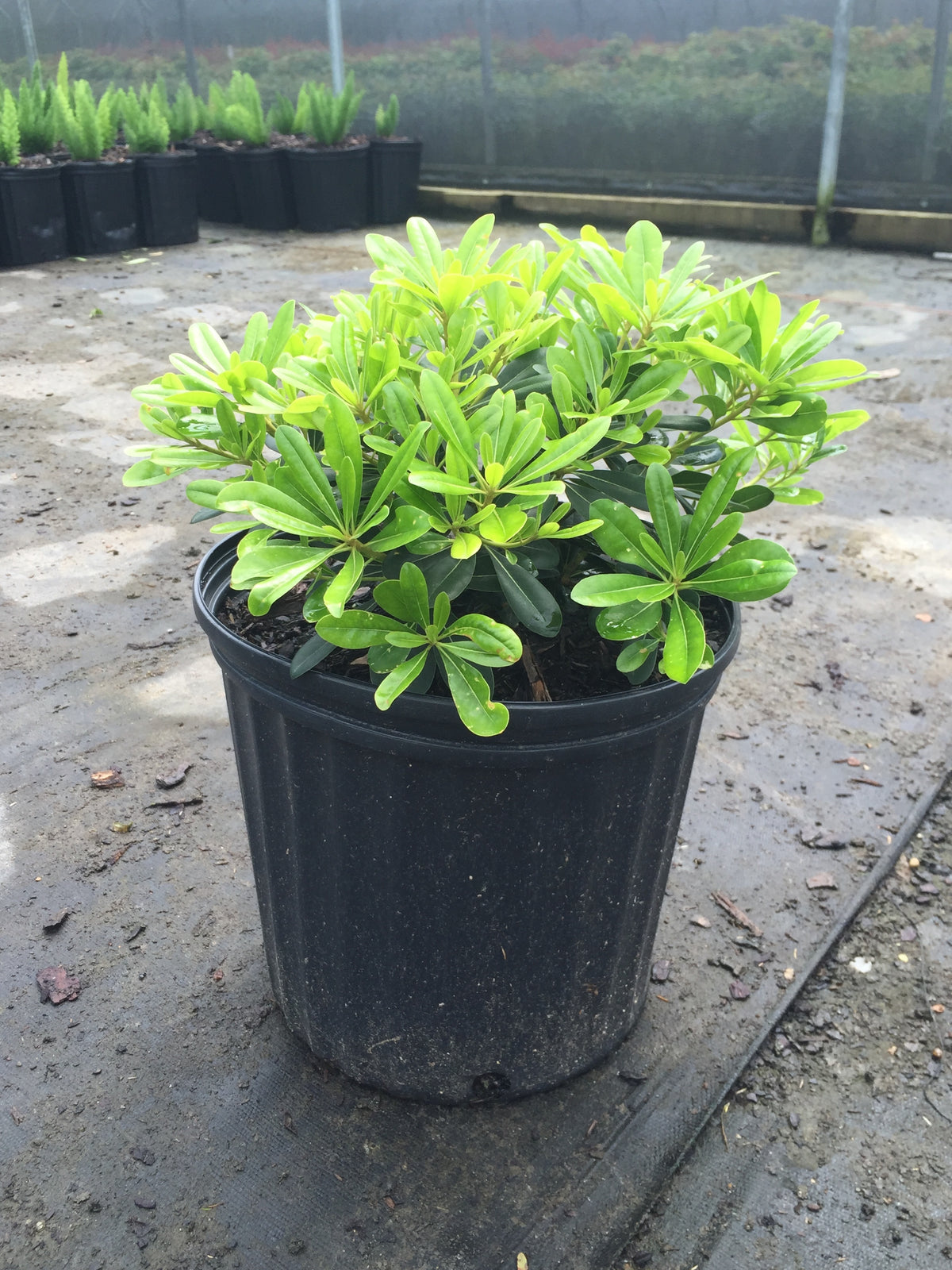 dwarf pot plants Wheeler's Dwarf Pittosporum – michaelsnursery