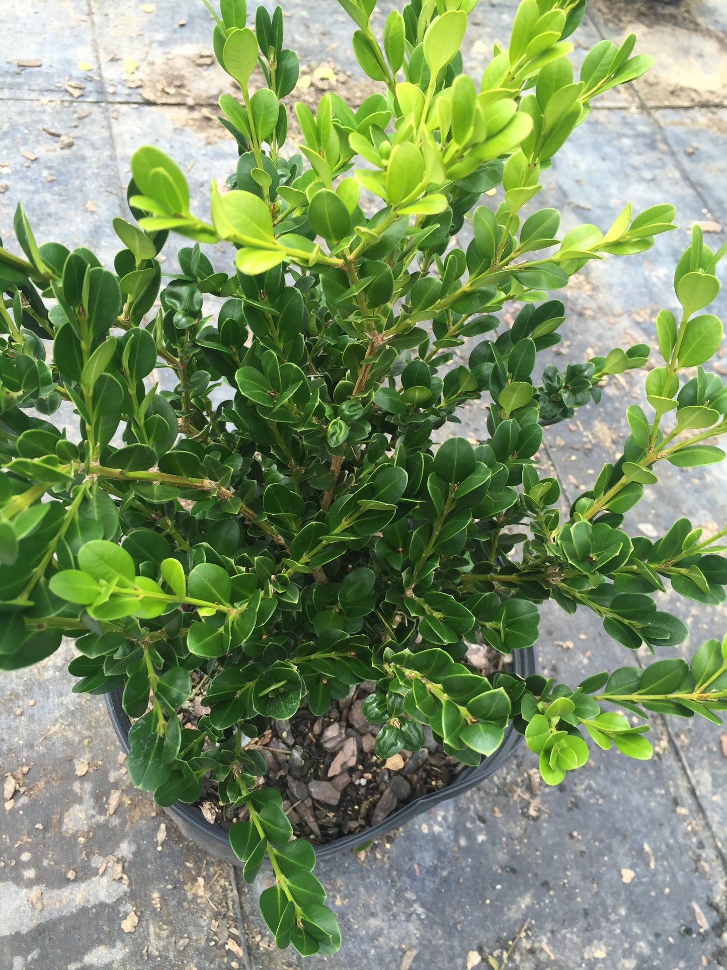 Wintergreen Boxwood