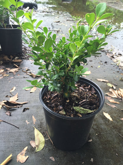 Wintergreen Boxwood