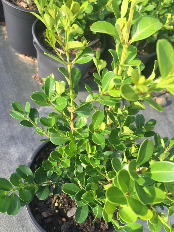 Wintergreen Boxwood - Evergreen Shrub for Year-Round Elegance - Cold ...