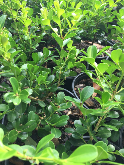 Wintergreen Boxwood