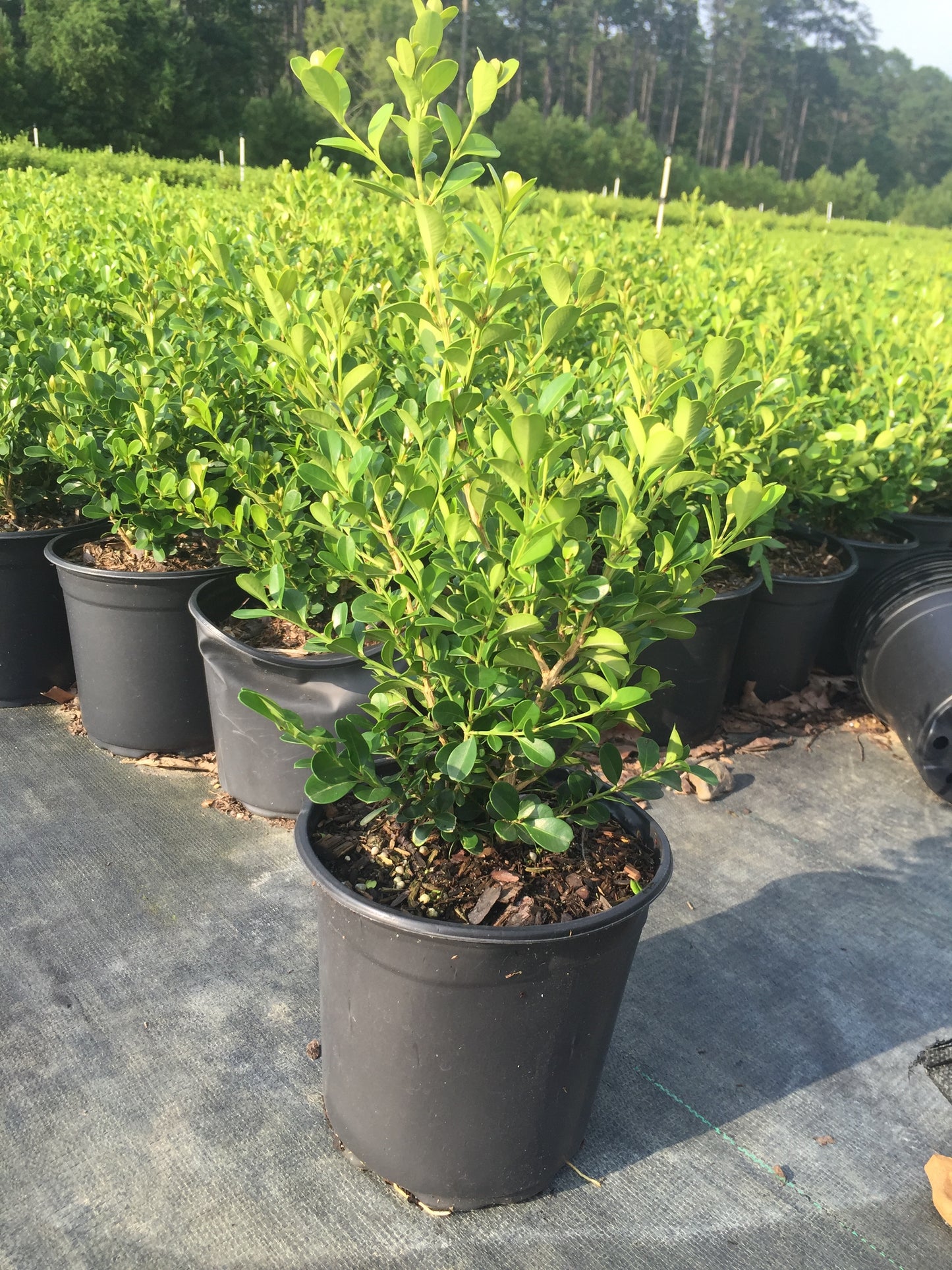 Wintergreen Boxwood