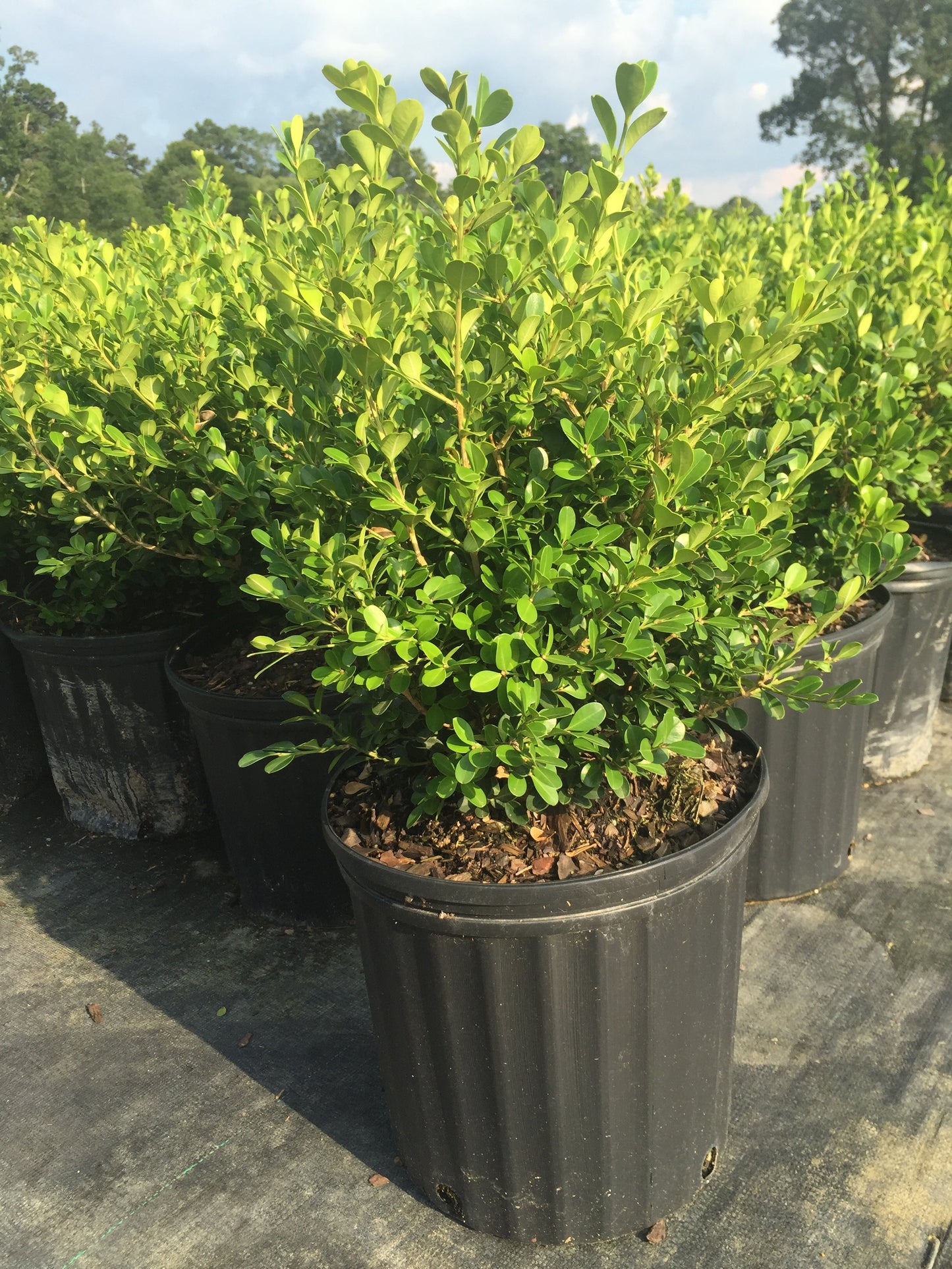 Wintergreen Boxwood