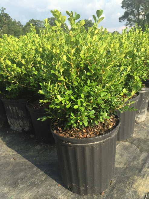 Wintergreen Boxwood - Evergreen Shrub for Year-Round Elegance - Cold ...