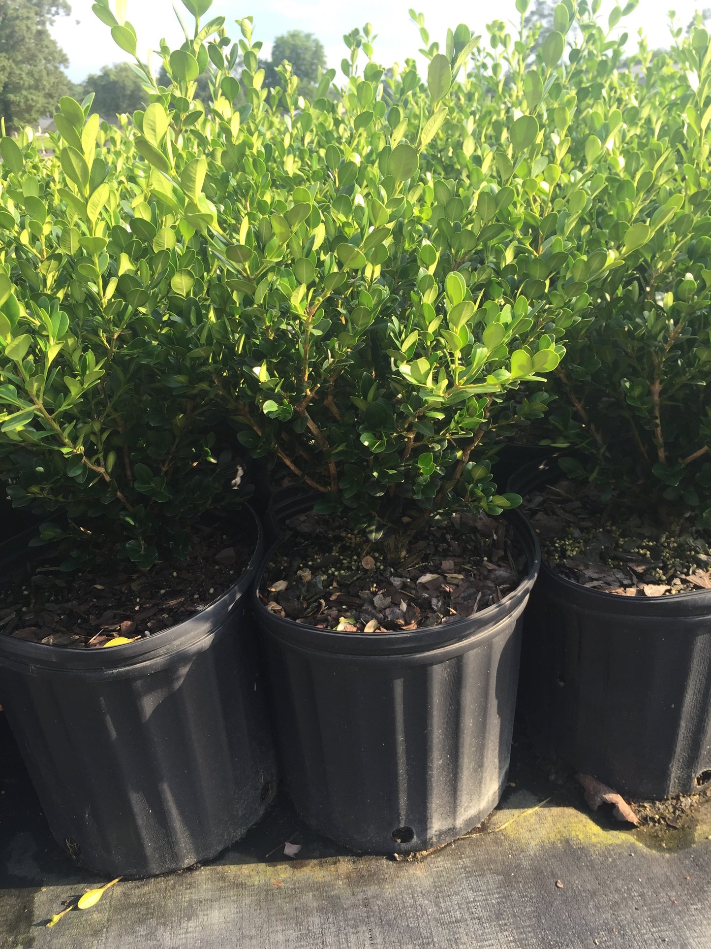 Wintergreen Boxwood