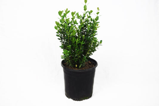 Wintergreen Boxwood