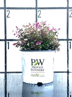 Loropetalum Proven Winners Jazz Hands Variegated