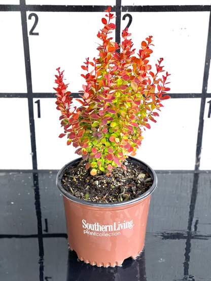 Orange Rocket Barberry™