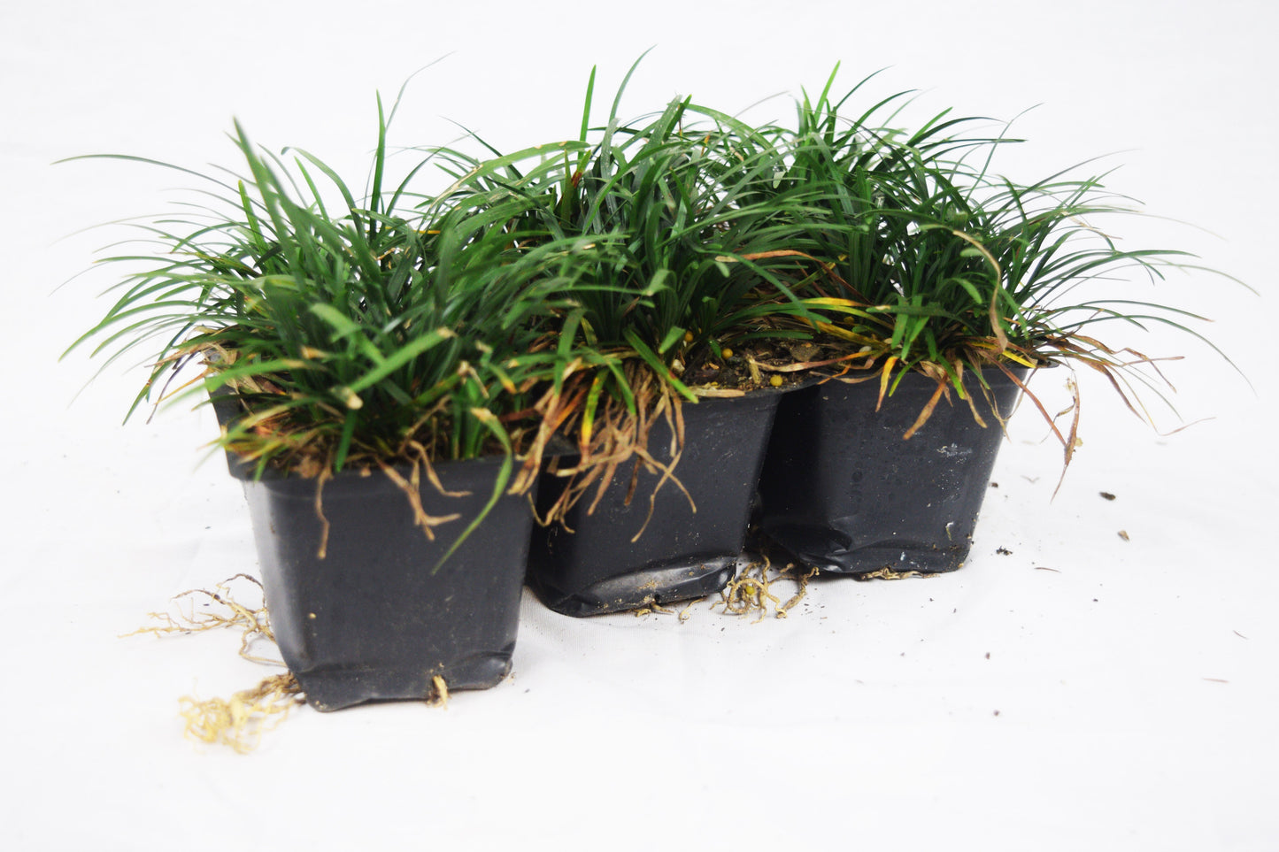 Dwarf Mondo Grass