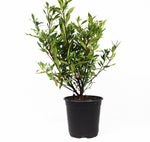 Frost Proof Gardenia