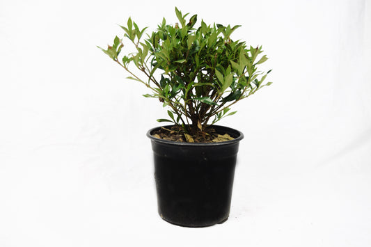 Dwarf Gardenia Radican