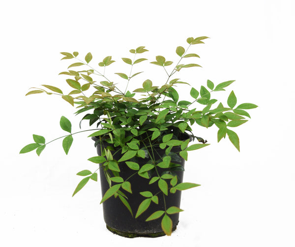 Harbor Belle Nandina