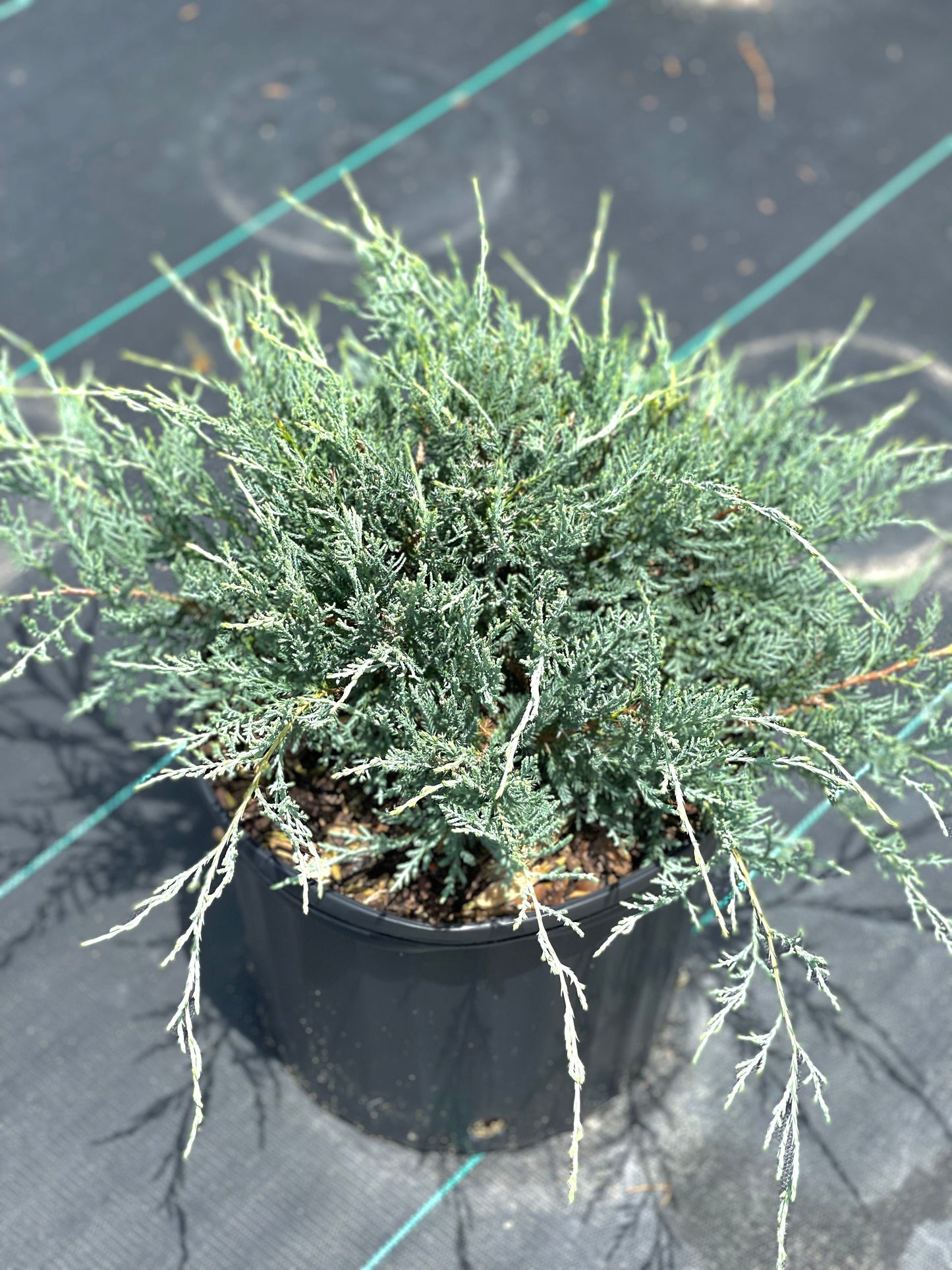 Grey Owl Juniper