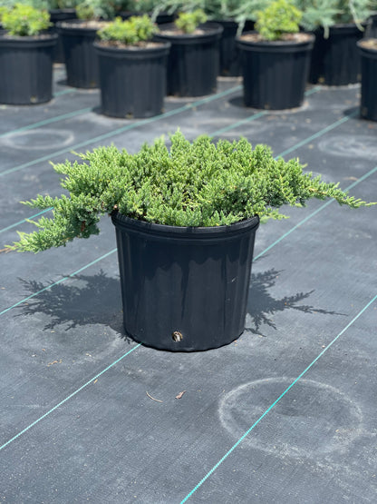 Green Mound Juniper