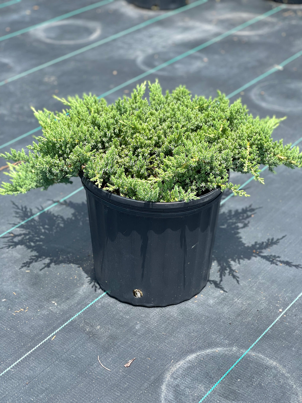 green mound juniper bonsai tree care Green Mound Juniper