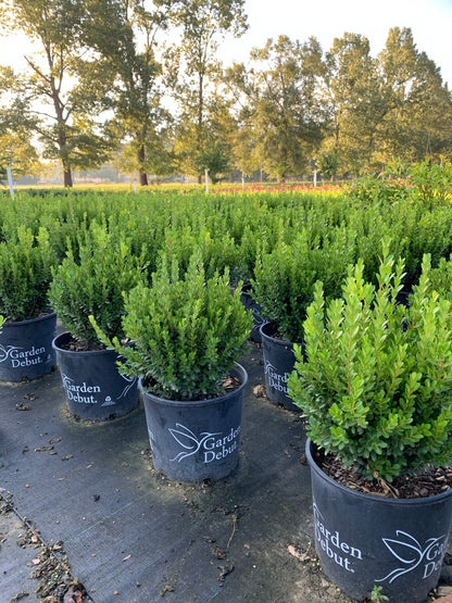 Baby Gem Boxwood™