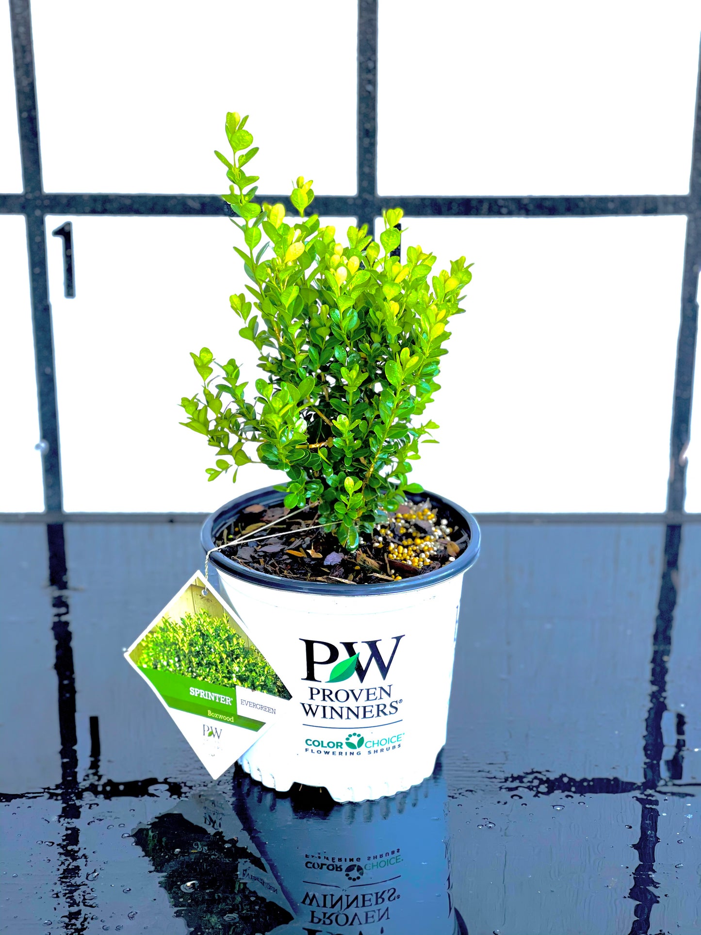 SPRINTER Boxwood