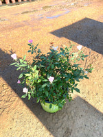 Blushing Knockout Rose