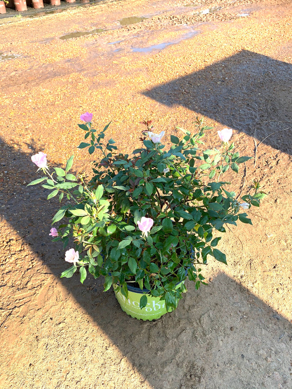 Blushing Knockout Rose
