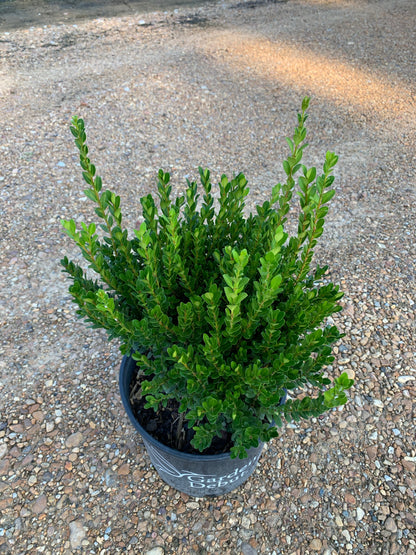 Baby Gem Boxwood™