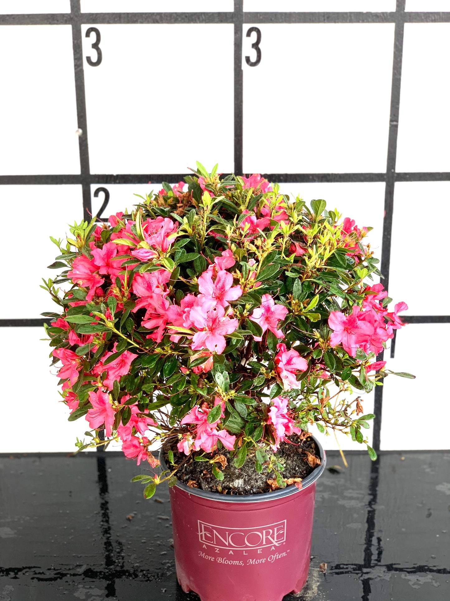 Autumn Sundance Azalea