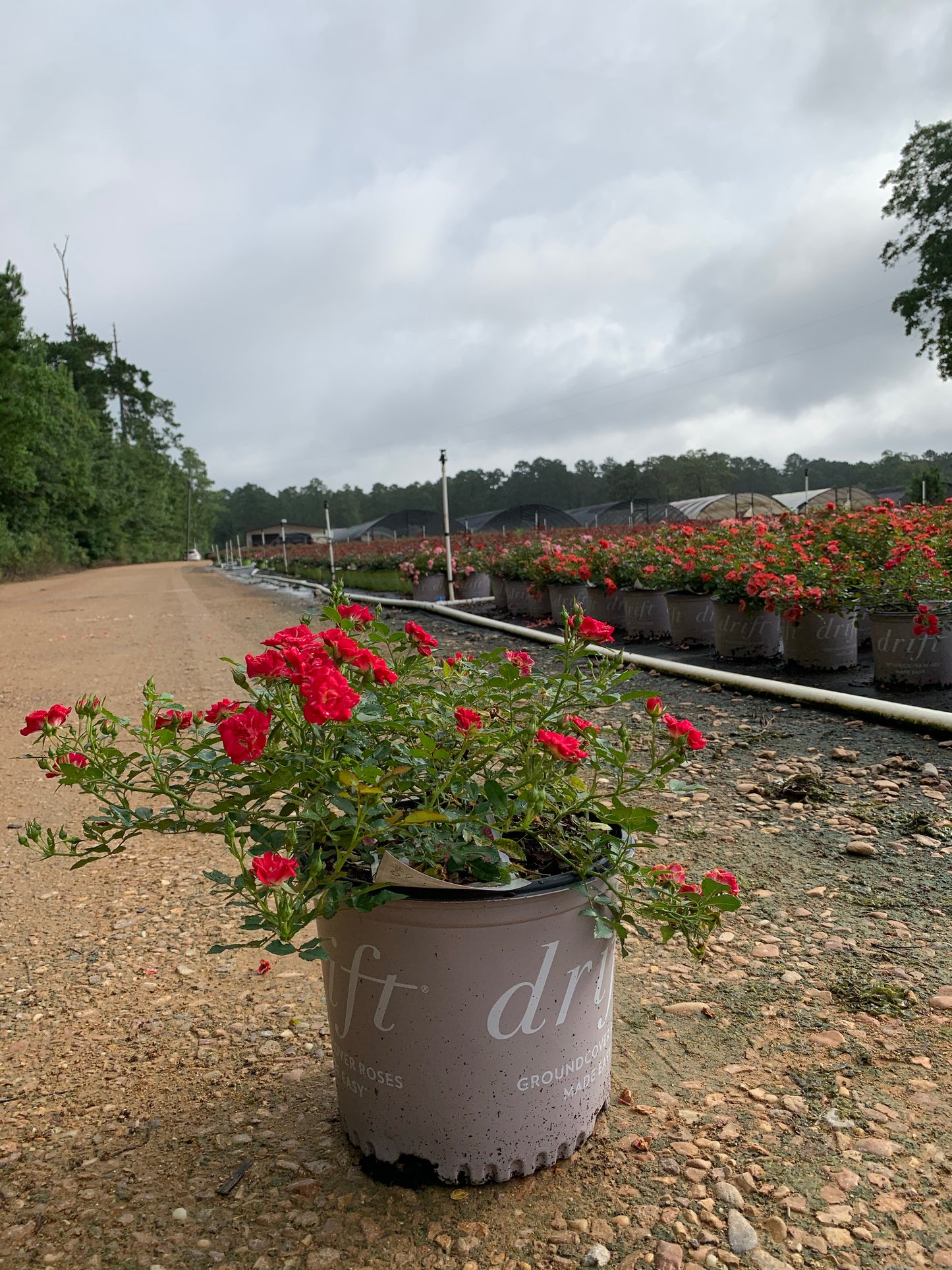 Red Drift Roses™