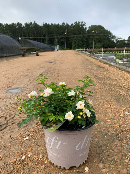 Popcorn Drift Rose™