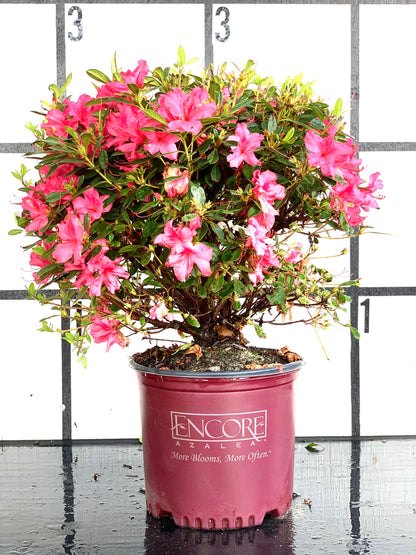 Autumn Sundance Azalea