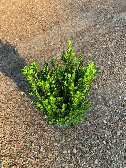 Baby Gem Boxwood™