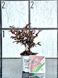 Center Stage Red Lagerstroemia Crepe myrtle