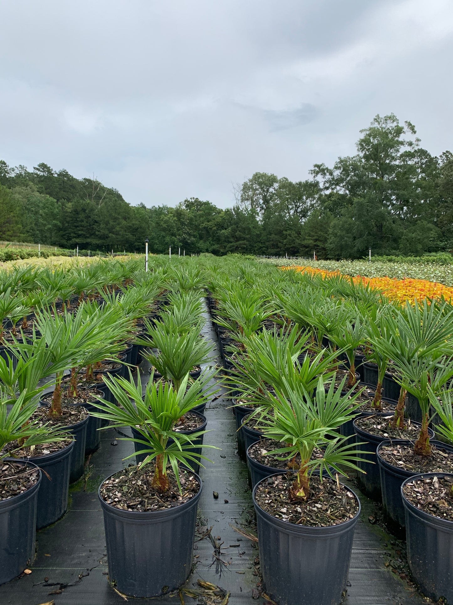 Windmill Palm