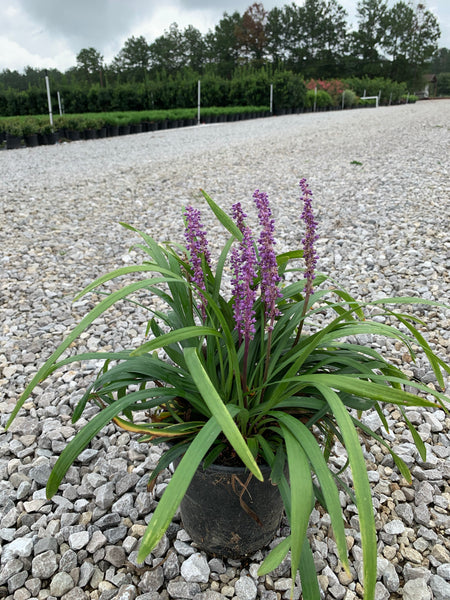 Lavender Formosa Azalea