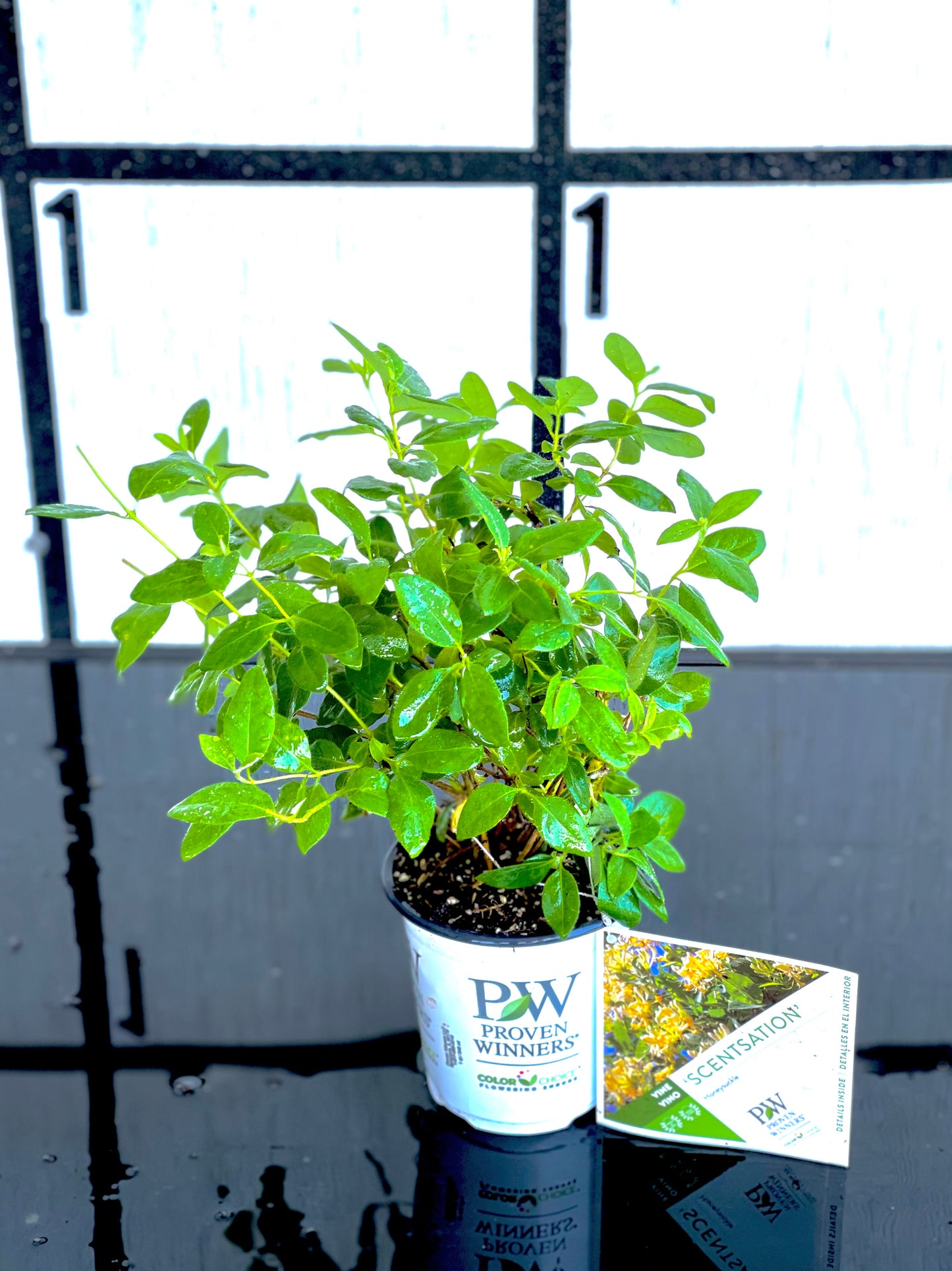 ‘Scentsation’ Honeysuckle