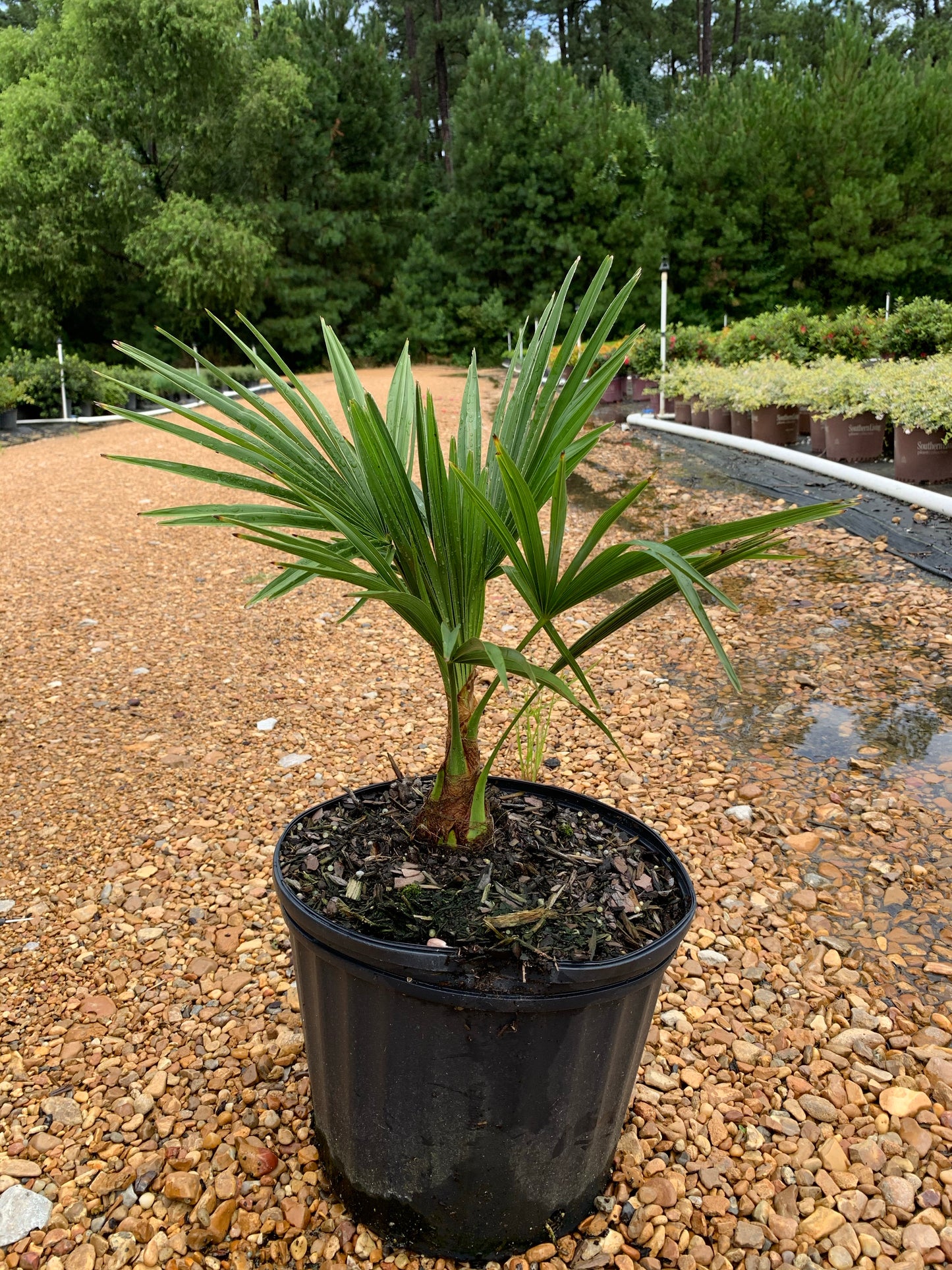 Windmill Palm