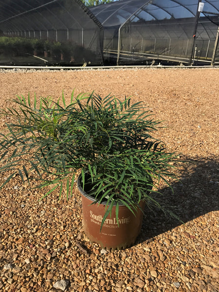 Sweet Olive Plant