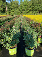 Blushing Knockout Rose