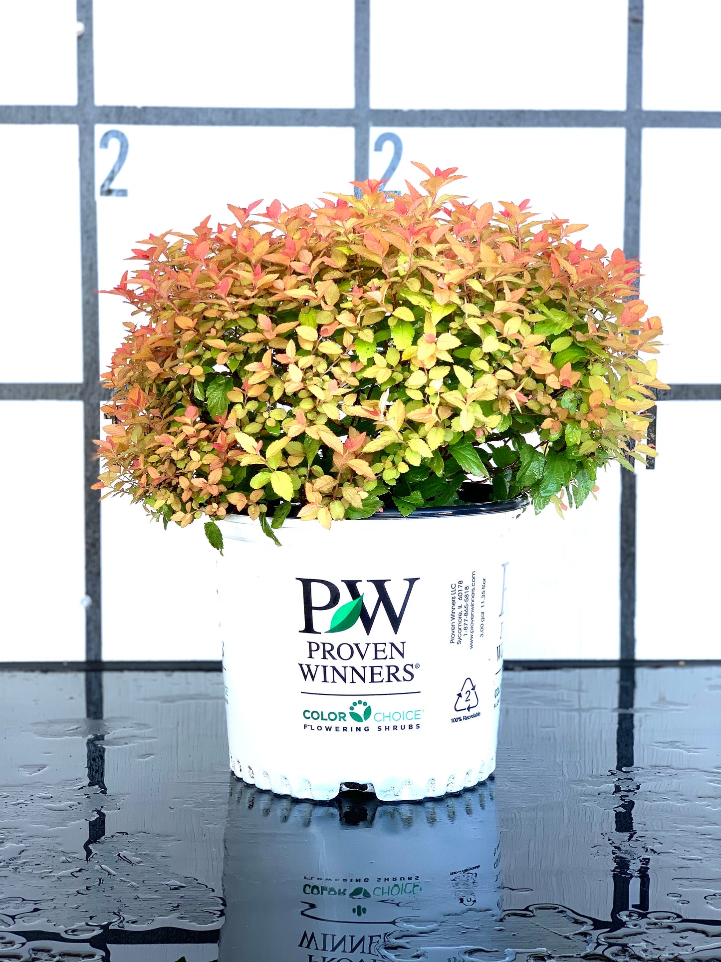 Proven Winners Candy Corn Spiraea