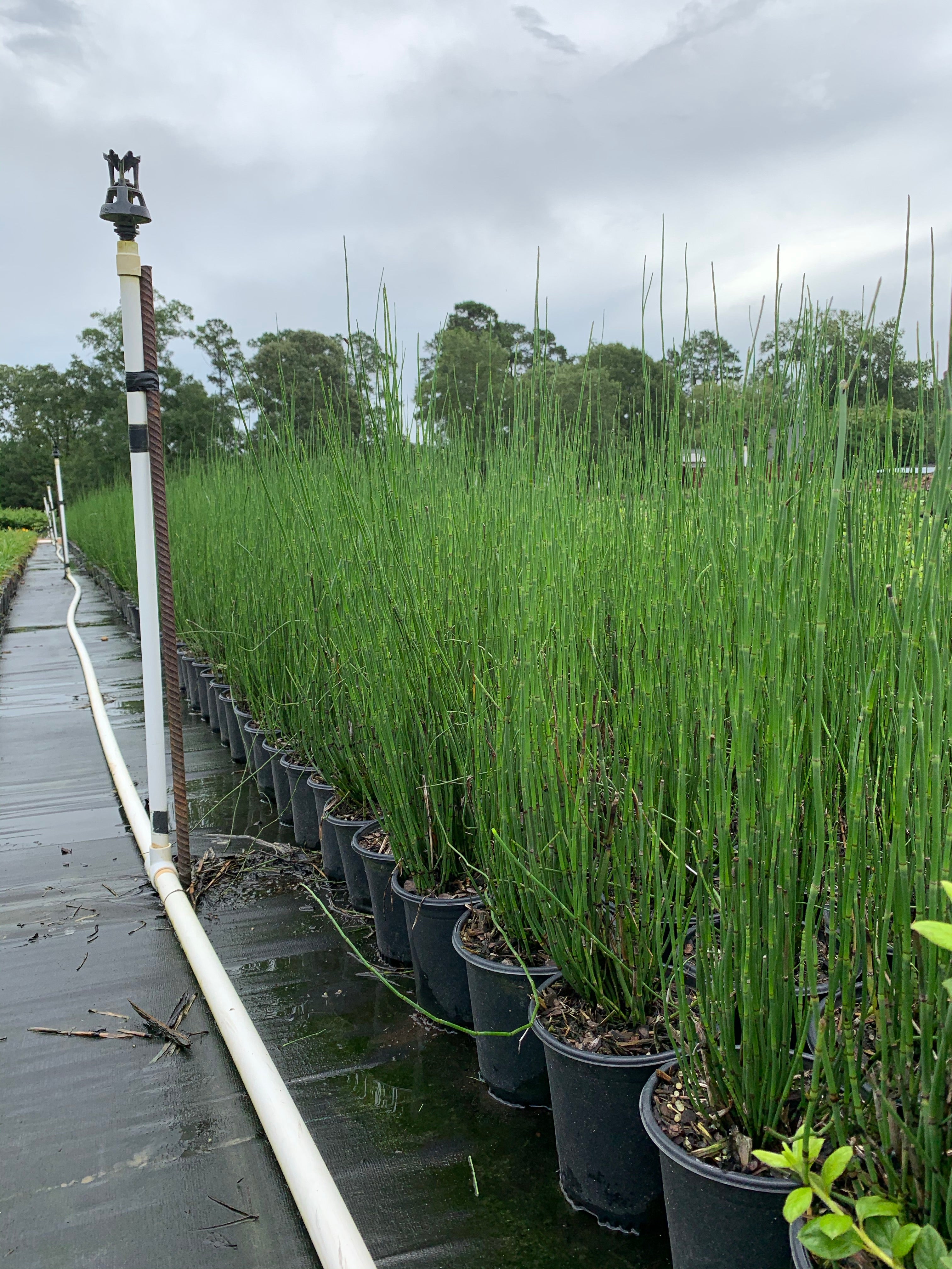Evergreen Plants โ michaelsnursery