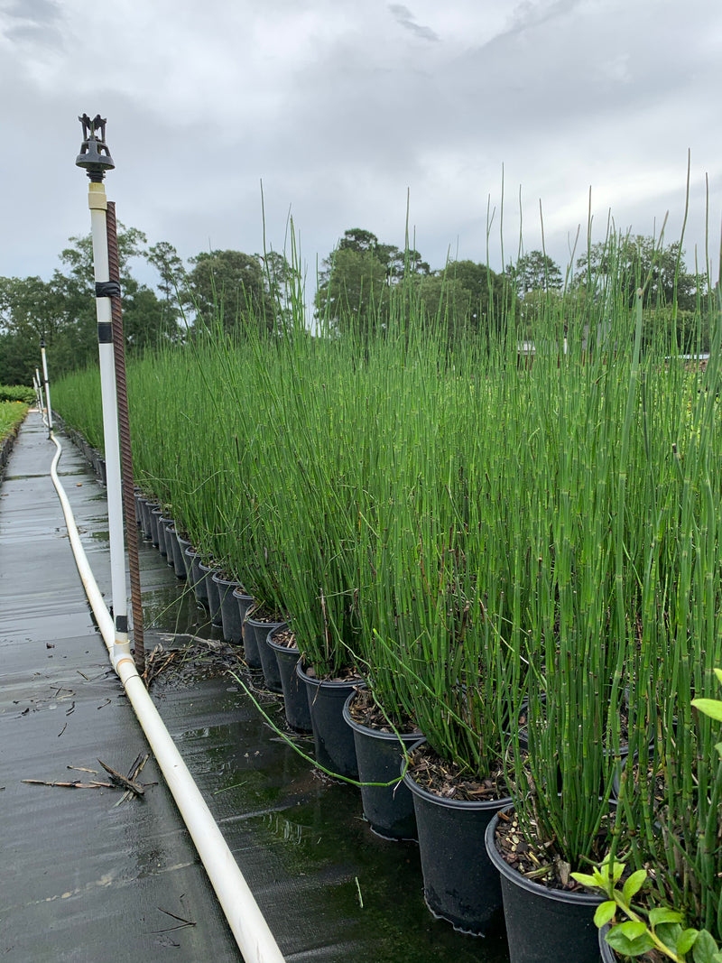 horsetail plant pot Horse Tail Reed – michaelsnursery