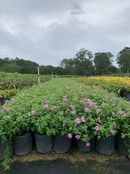 Purple Trailing Lantana