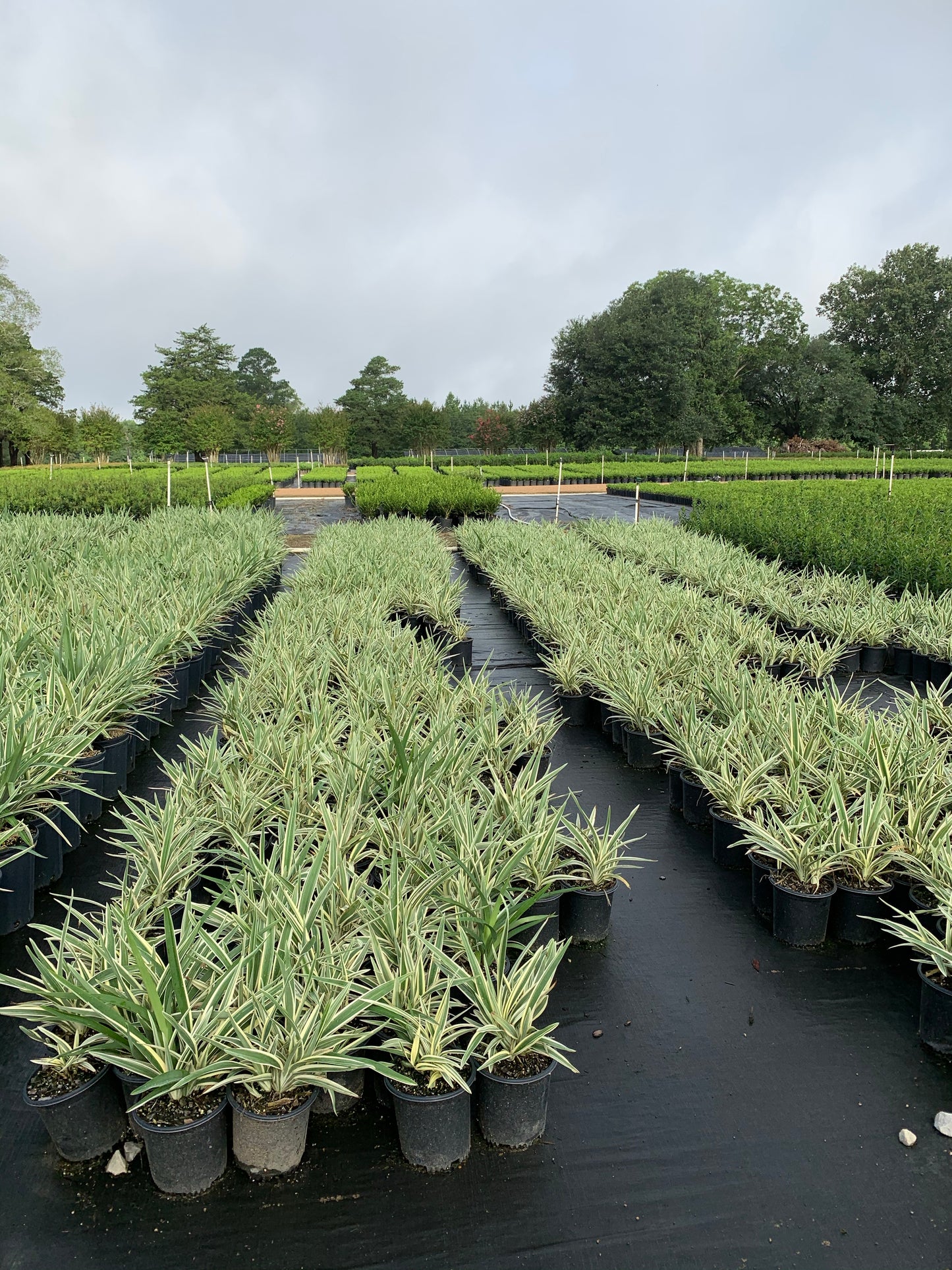 Variegated Dianella