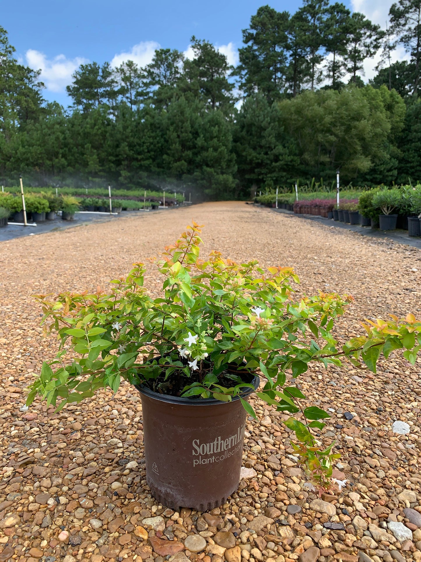 Peach Perfection Abelia™