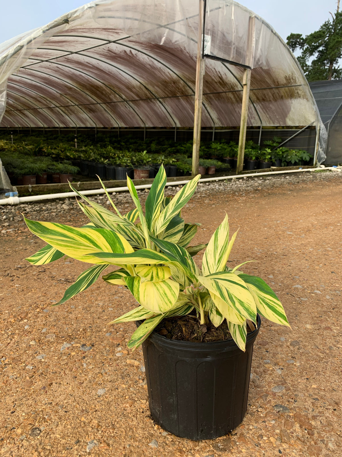 ginger plant pot Variegated Ginger – michaelsnursery
