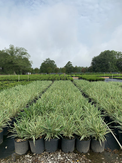 Variegated Dianella