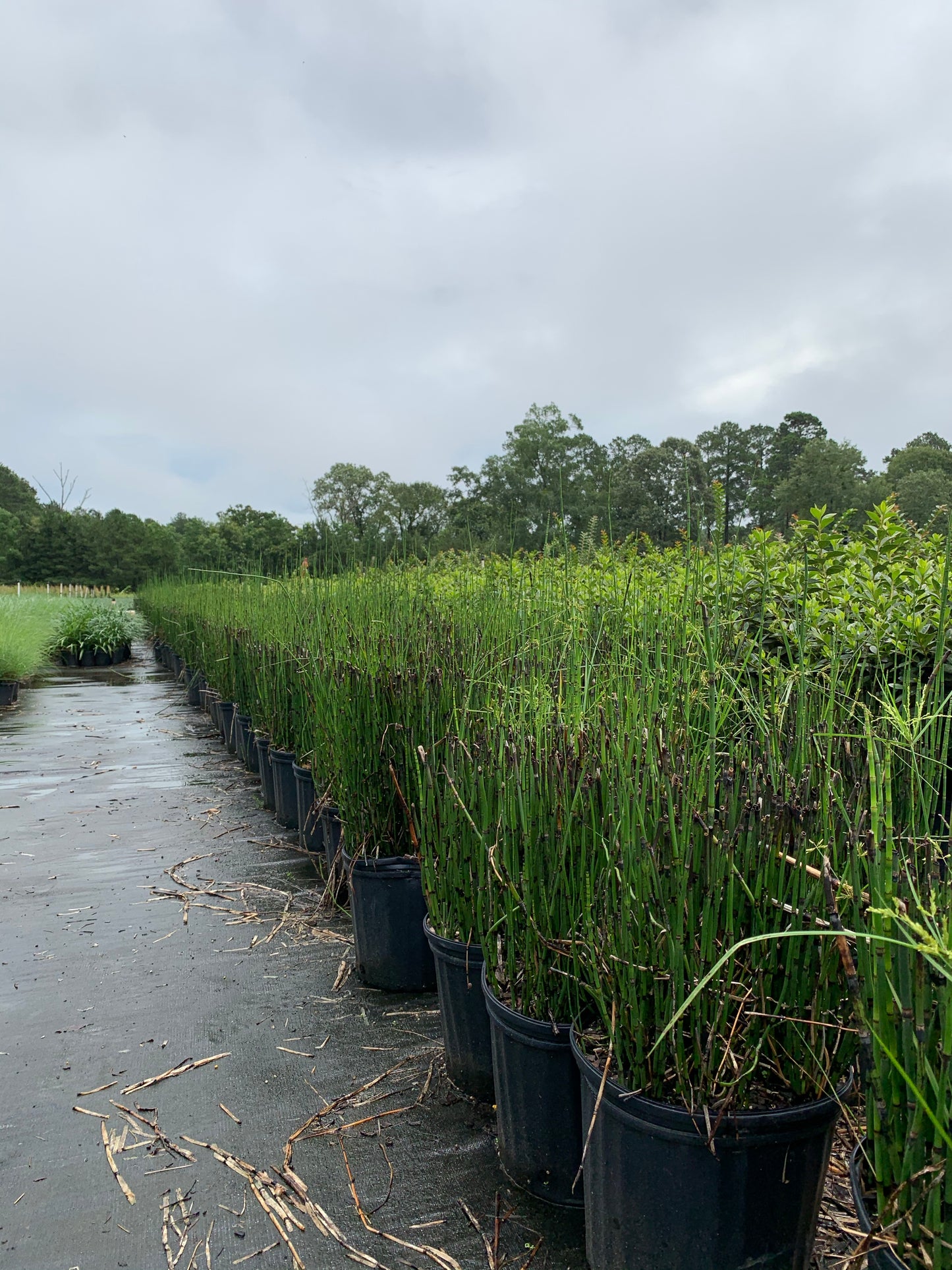 Horse Tail Reed – michaelsnursery