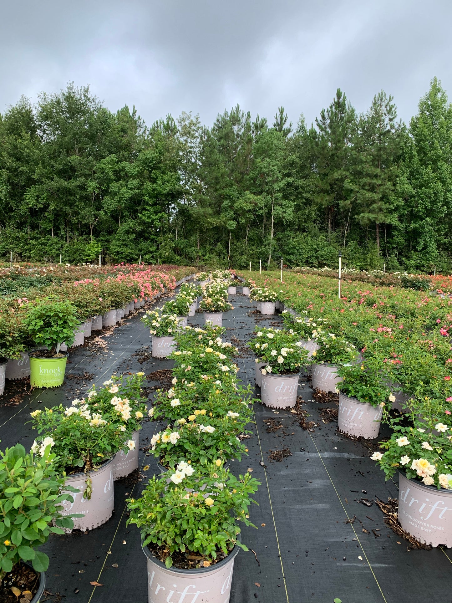 Popcorn Drift Rose™